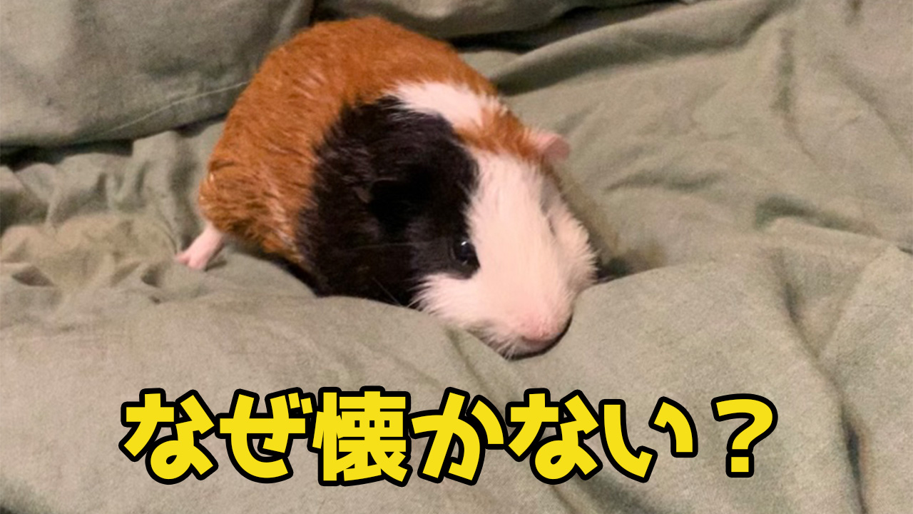 モルモット懐かない