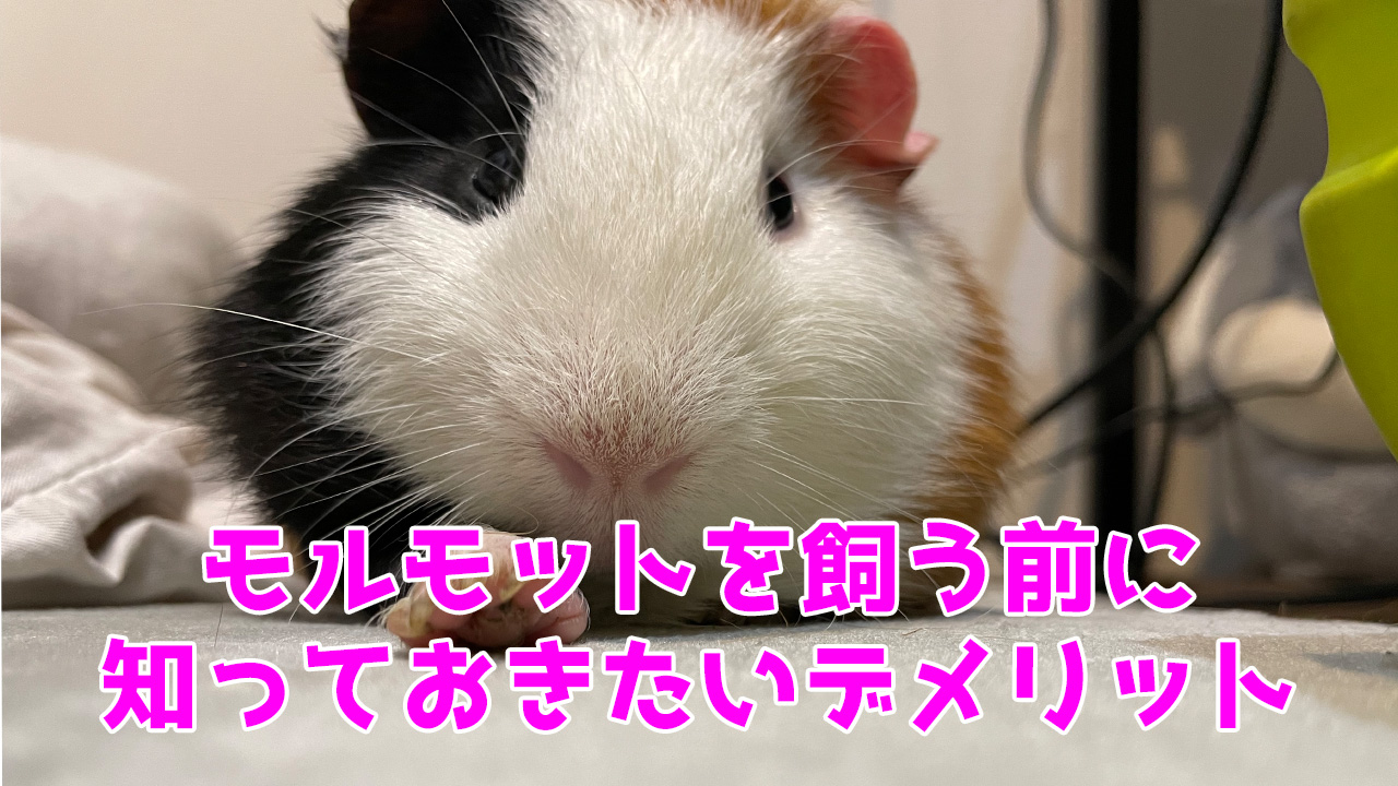 モルモット,後悔,飼う,デメリット
